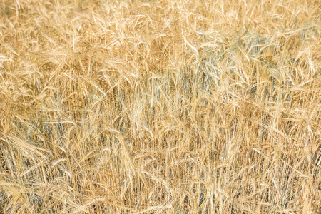 在结束了夏天完全成熟的小麦的领域