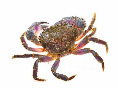 疣蟹酋妇疣状照片