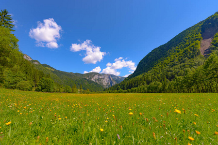 用鲜花山风景