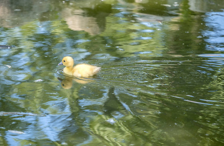 雏番鸭游泳