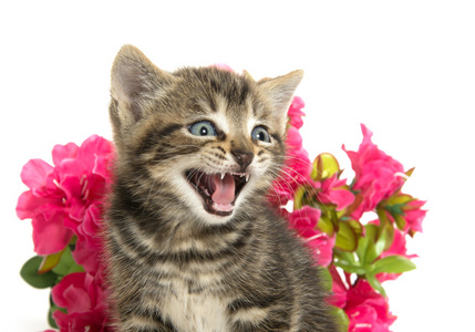 映入眼帘的小猫和鲜花
