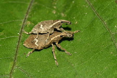 象鼻虫照片