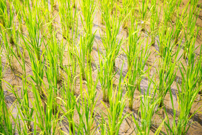 芽苗菜的水稻梯田在菲律宾。水稻 c