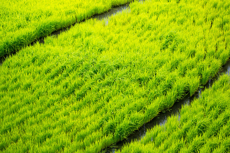 在菲律宾的水稻梯田。水稻作物。水稻在廓清
