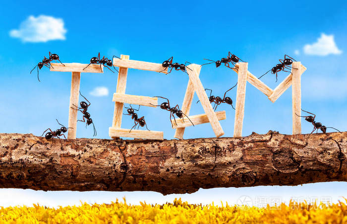 蚂蚁搬运措辞团队,团队合作的概念