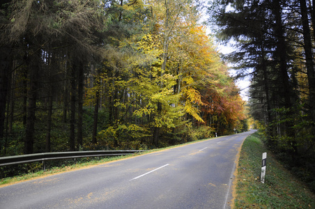 秋天的森林路