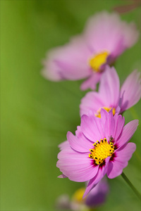 菊花的特写