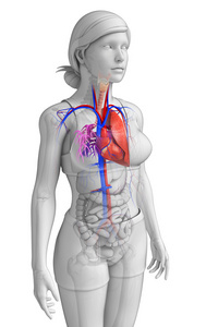女性心脏解剖