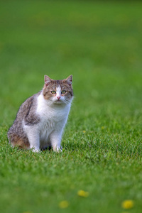 在一片空地上的猫