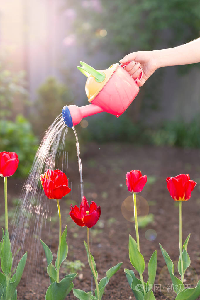 一个小女孩手浇水在花园里的红色郁金香