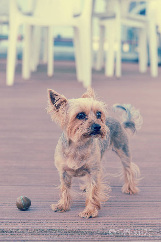 约克夏狗短头发