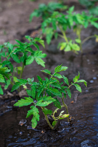 灌木丛中种植番茄预付款自来水