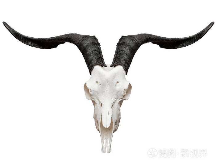 孤立在白色的山羊头骨