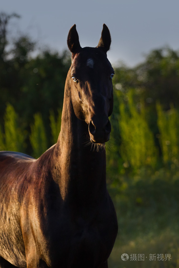 蓝眼睛黑骏马