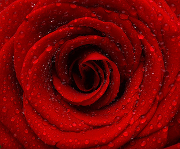 红湿玫瑰背景