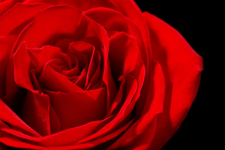 美丽的红玫瑰特写