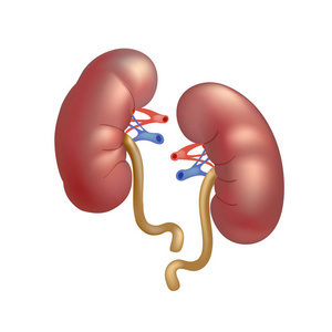 白色背景上分离的现实人类肾脏