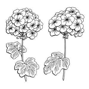 哈迪天竺葵图片-哈迪天竺葵素材-哈迪天竺葵插画-摄图新视界