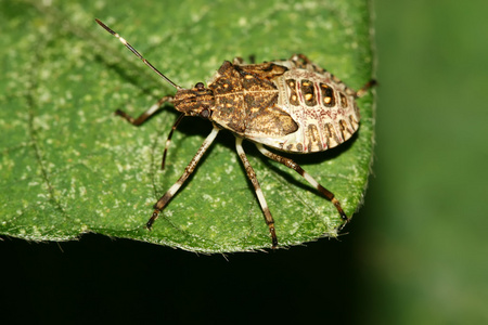 披头士乐队椿象照片
