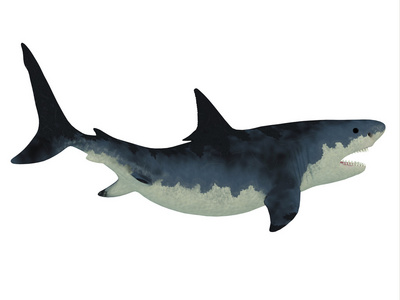 巨齿鲨鲨鱼用剃刀锋利的牙齿图片