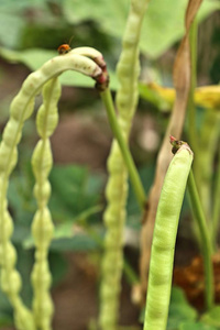 植物长豆农场