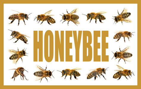 群蜂或蜜蜂在白色的背景下，小蜜蜂