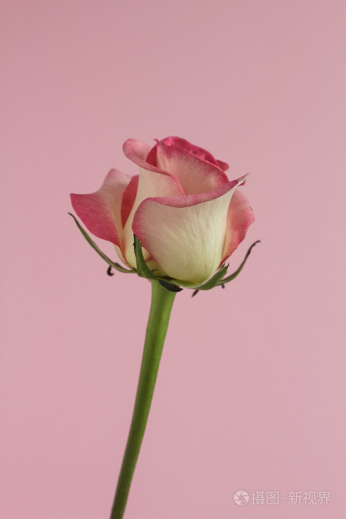 白玫瑰与粉红色egdes上粉红色