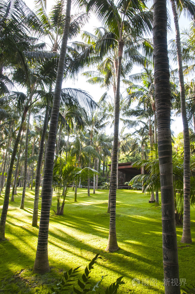 2848*4288px发票合同问题/树木海岸花园棕榈树美丽景观热带查看作者