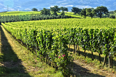 蒙塔尔奇诺，托斯卡纳，意大利城市附近的葡萄园