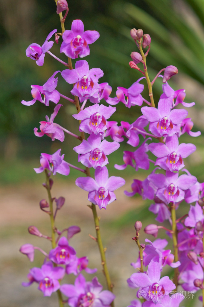 泰国紫色兰花花