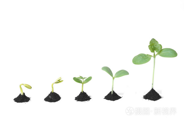 种子发芽对土壤的序列照片-正版商用图片0bs8ew-摄图新视界