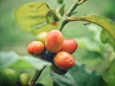 树上成熟咖啡豆的特写图