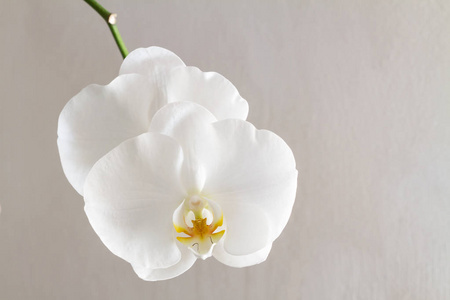 在明亮的背景上的白色兰花的特写镜头