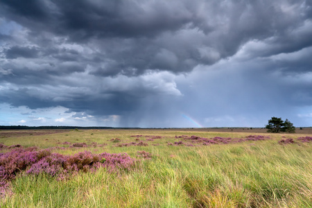 暴风雨天空和彩虹在 heatherland