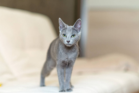 最可爱猫品种年轻的纯种纯种猫.品种俄罗斯蓝色照片