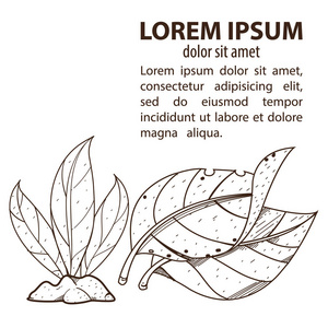 烟草作物图片-烟草作物素材-烟草作物插画-摄图新视界