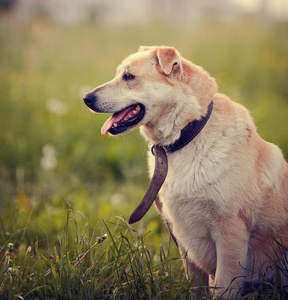 米色的狗坐在一棵小草的肖像