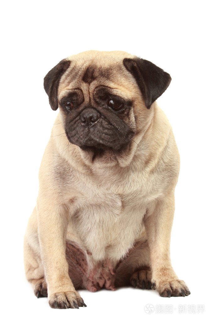 在白色背景上的八哥犬狗