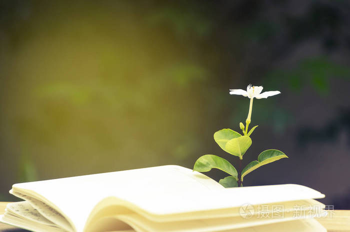 打开的书花的花园复古色调背景