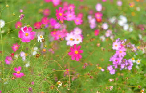 鲜花关闭了背景