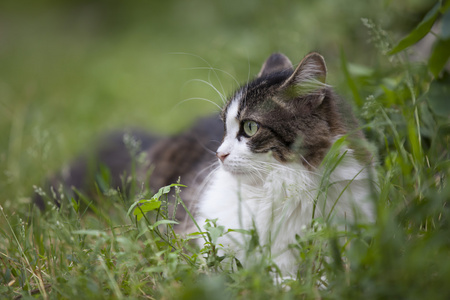 一只猫在绿色背景下的肖像