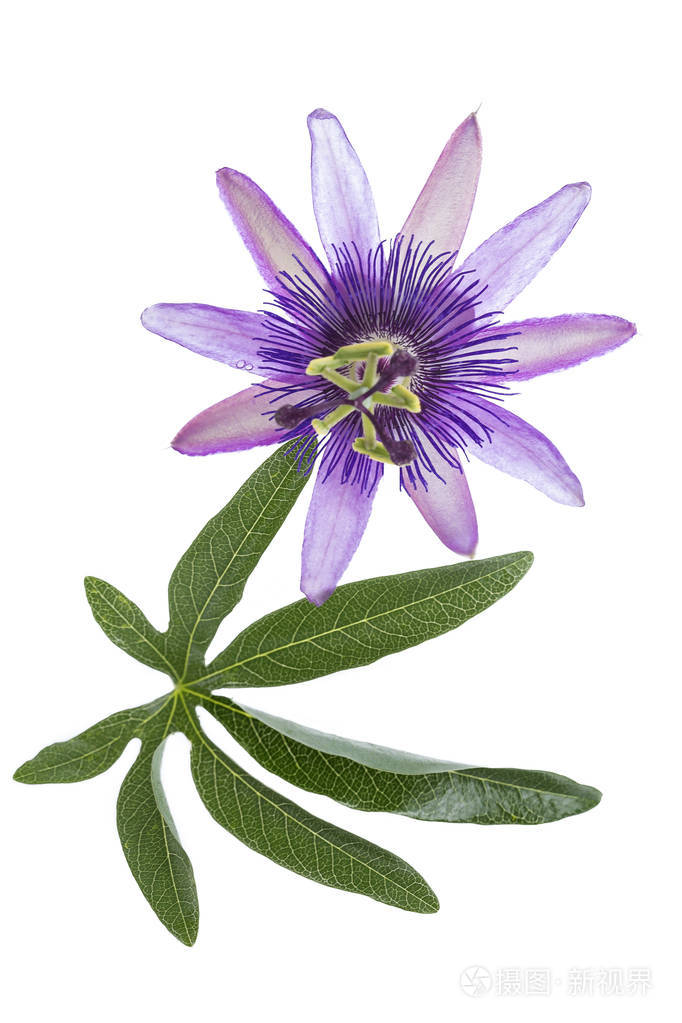 西番莲叶上白色孤立