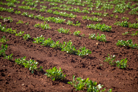 花生种植地背景场上的花生.花生