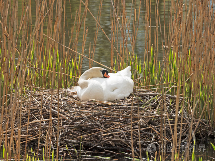 在窝里的天鹅品种