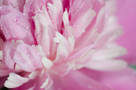 粉色牡丹花卉微距图片