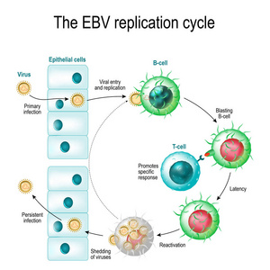 爱泼斯坦巴尔病毒复制周期