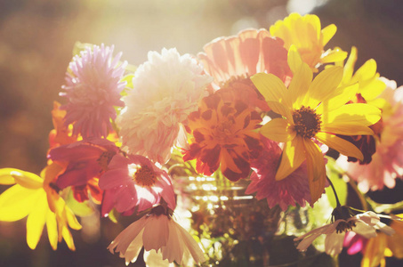 一群五颜六色的小花，在柔和的阳光灯