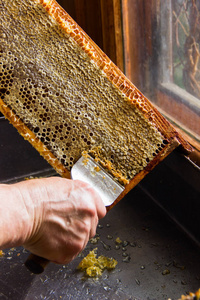 养蜂业。养蜂人从蜂窝 b 中移除蜡盖