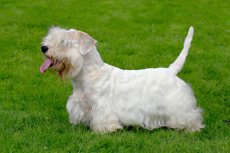 在花园里的白色西里汉狗犬。