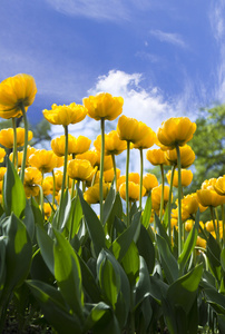 郁金香花床图片